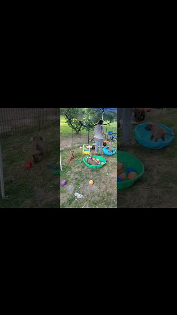 Puppies Having Fun