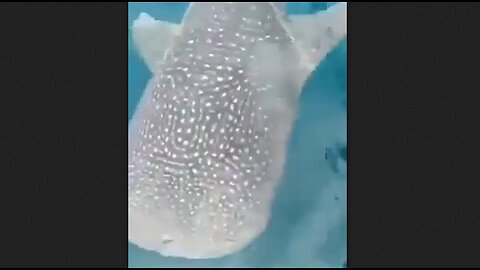 Whale shark asking Indonesian fishermen for help