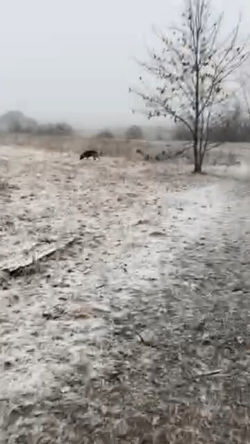 Morning Routine - Walk every morning!