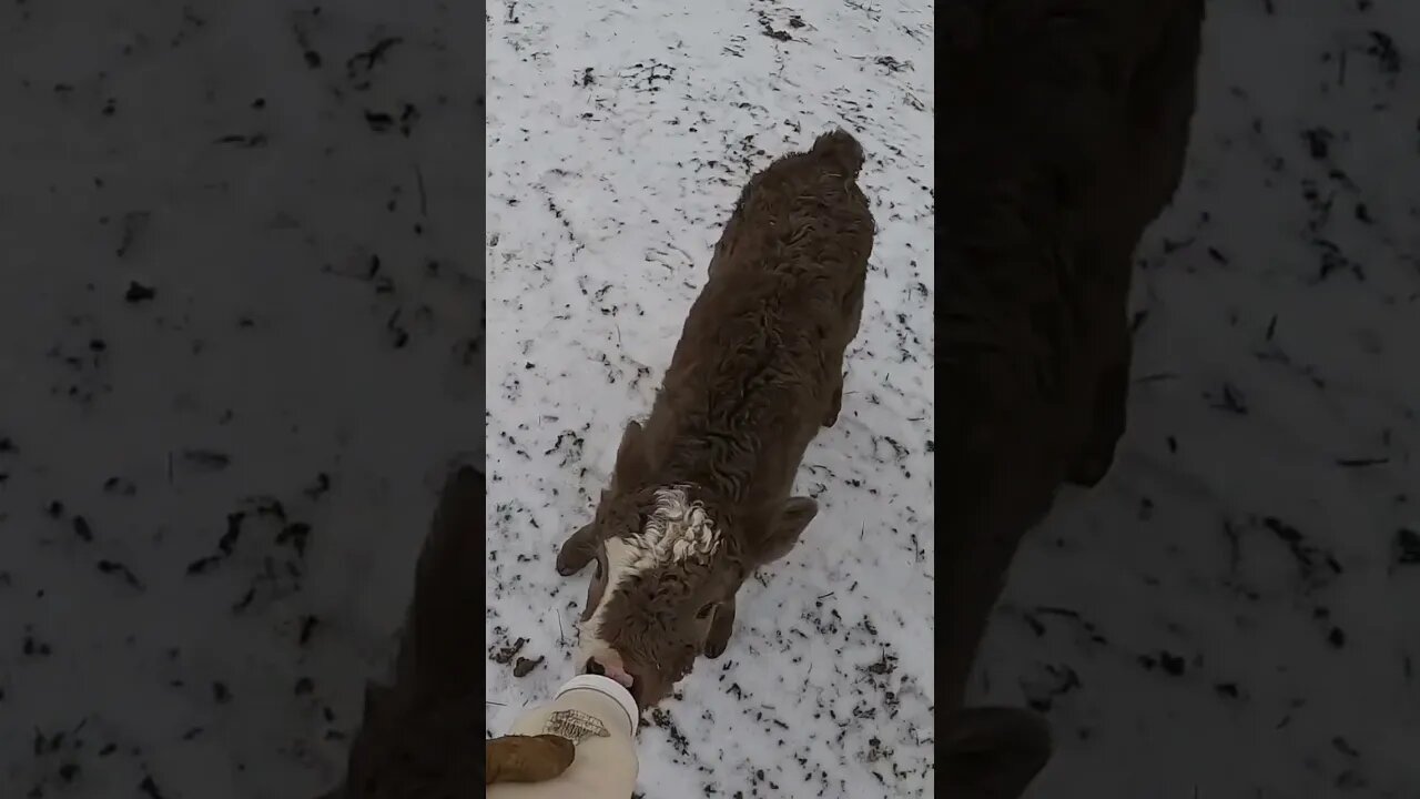 She came in a little too hot! #farm #farmlife #cattle #ranch #ranchlife #calf #bottlecalf