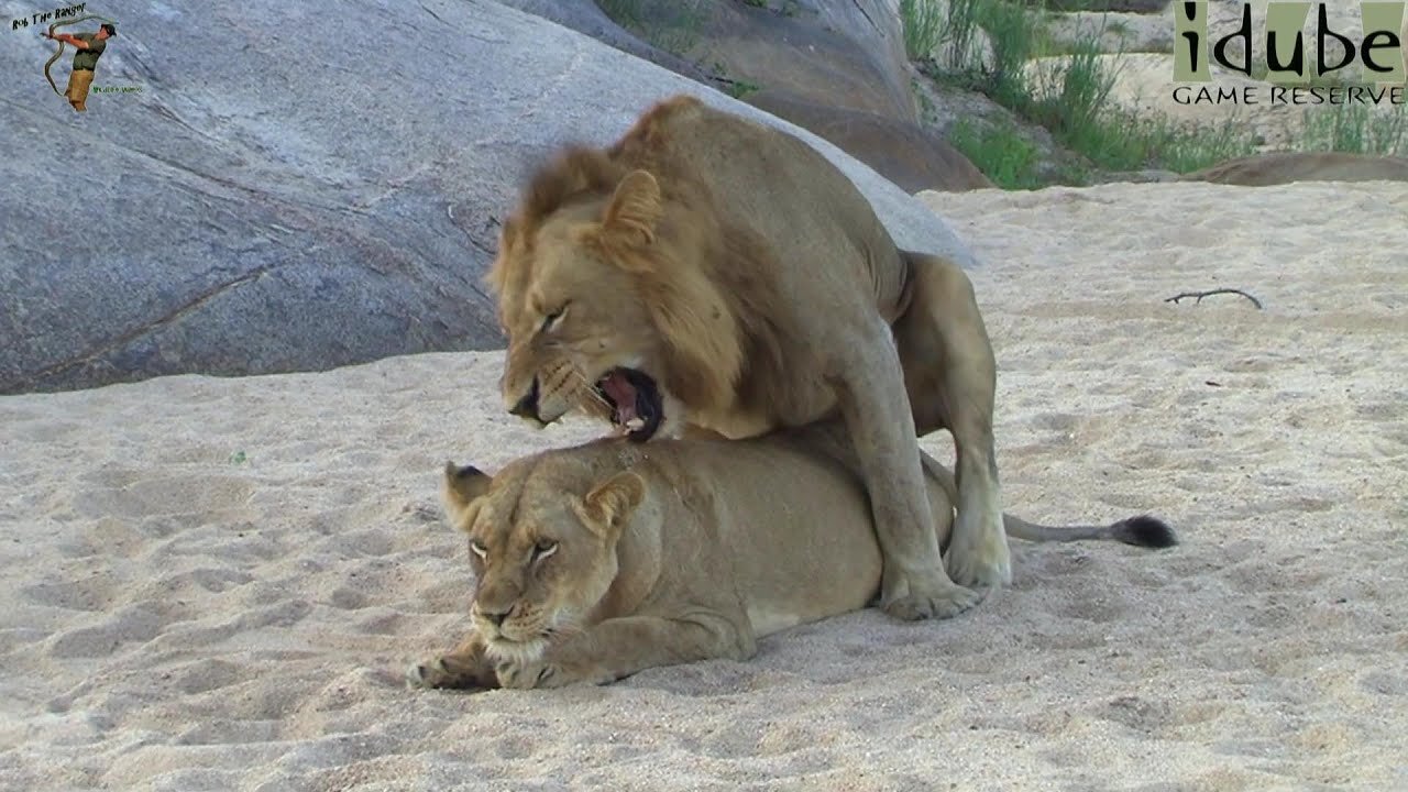 WILDlife: Wild Pairing Lions