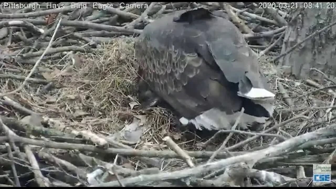 Hays Eagles H11 Hatch 2020 03 21 08 40 16 289