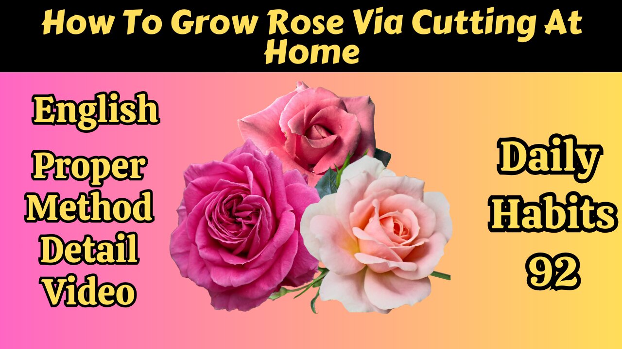 How To Grow Rose Via Cutting 🌹🌱🌿 | Proper Way To Grow Rose Via Cutting 🌸🌱🌿🌹