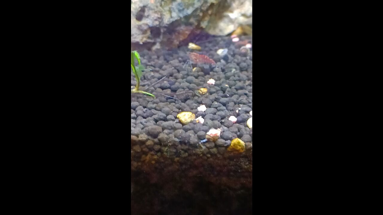 Aquarium setup