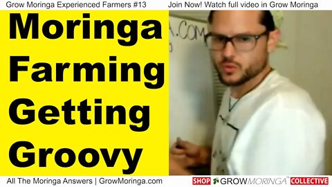 Moringa Farming Getting Groovy
