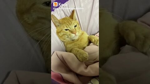 vídeos shorts do kawai #shorts