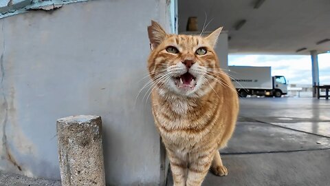 A ginger tabby cat at the fishing port said something to me