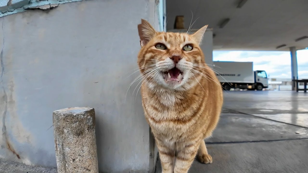 A ginger tabby cat at the fishing port said something to me