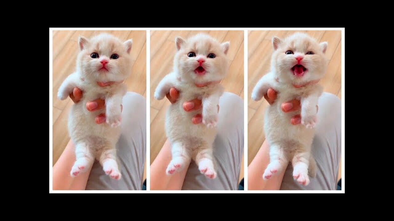 Baby Cats | Cats and Funny Baby Cat Videos Complitation