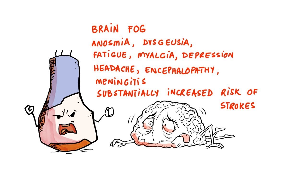 Spike Protein Accumulates in Brain and Skull and Causes Damage. Brand New Study