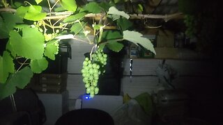 Grapes After Dark