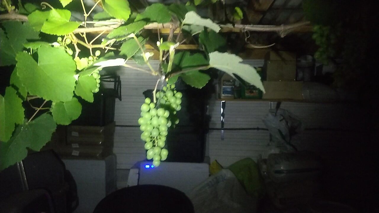 Grapes After Dark