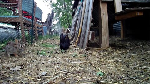 Young Rabbits of Rabbit City getting some breakfast