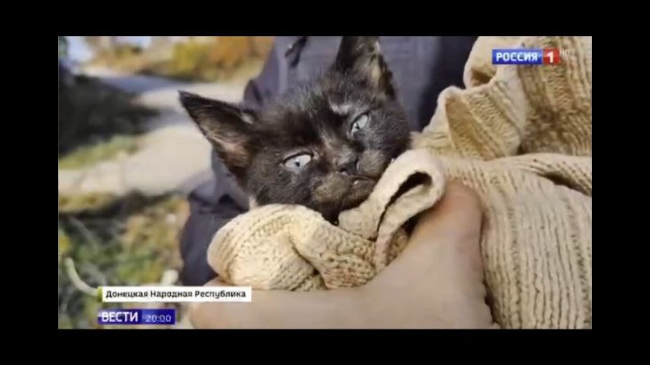 RESCUED CATS FROM THE WAR ZONE more four legged friends saved