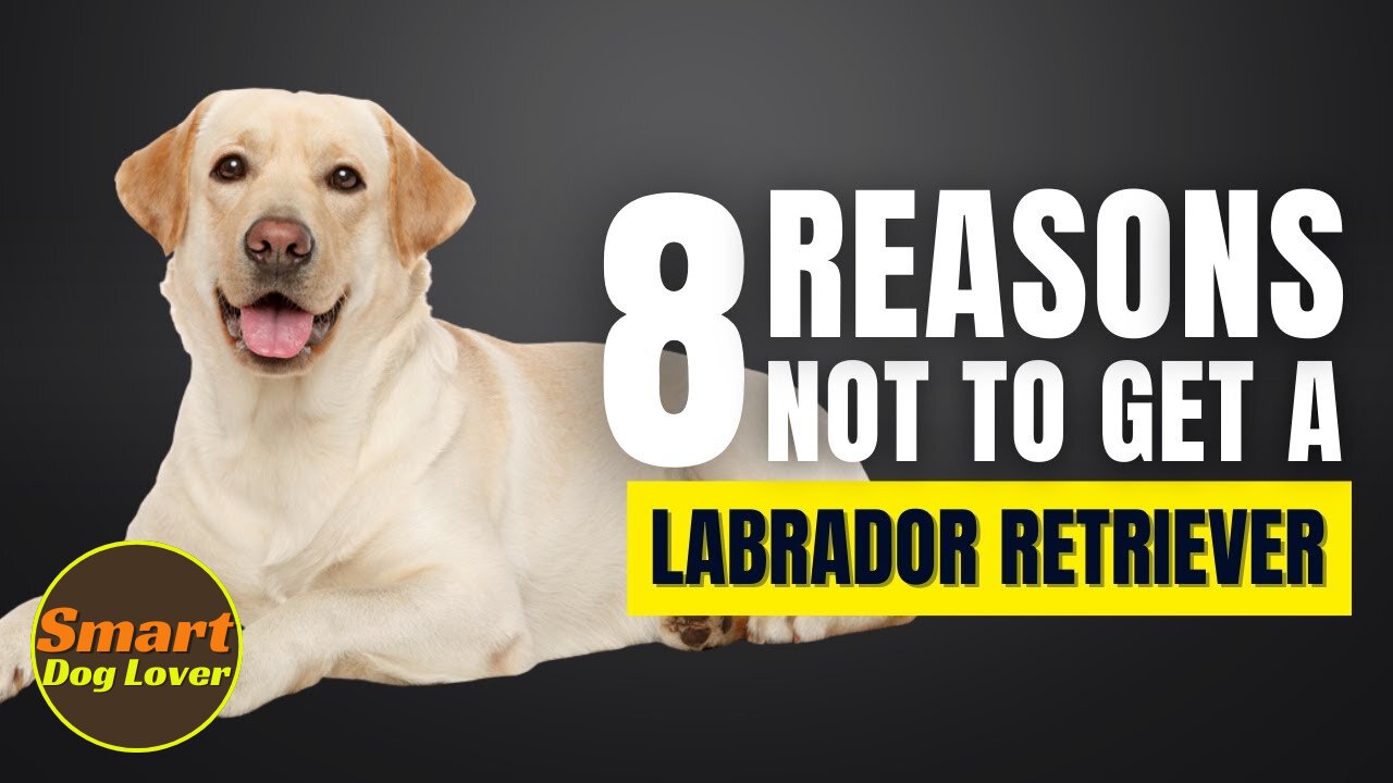 8 Reasons Why You SHOULD NOT Get a Labrador Retriever | Dog Training Tips