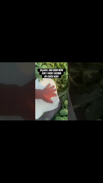 Vandalized Melon #bubba #watermelon #giantfruits