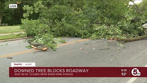 Downed tree. blocks roadway