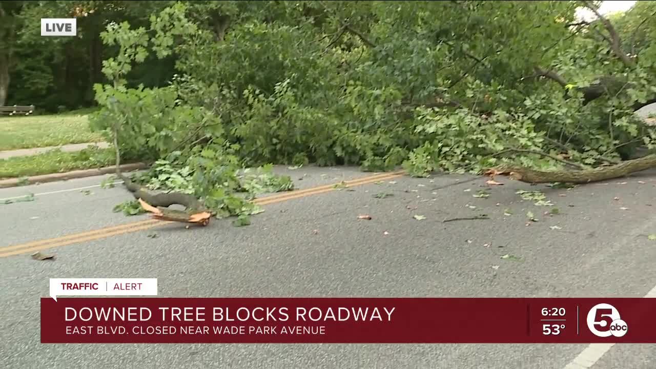 Downed tree. blocks roadway