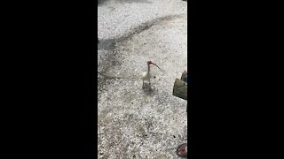 Feeding Fish at Naples Zoo