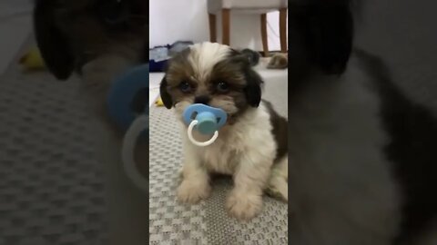 🐶Shih Tzu Puppy Likes Pacifier💕