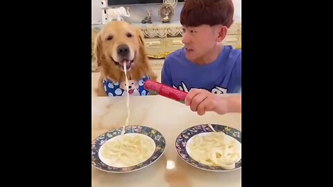 dog funny video