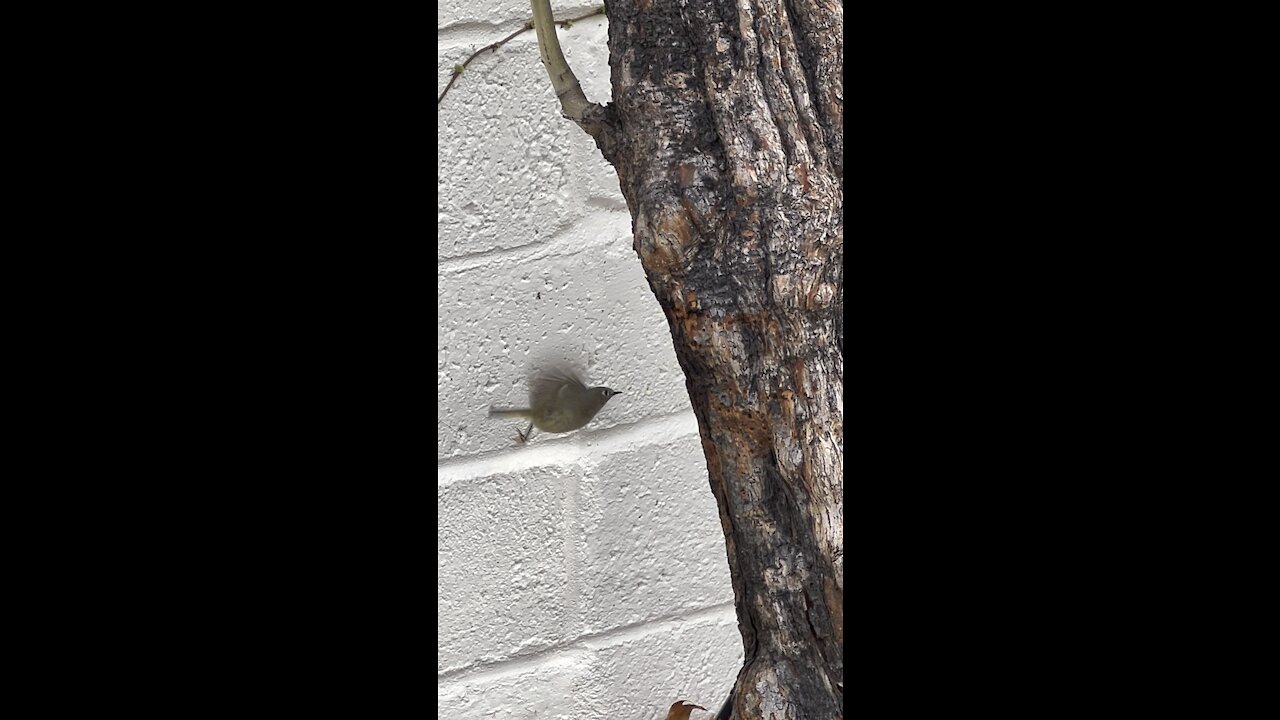 Bird Watching