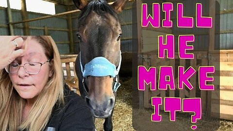 I'm Losing Hope That Our Horse Will Make It! A Really Sad Day!