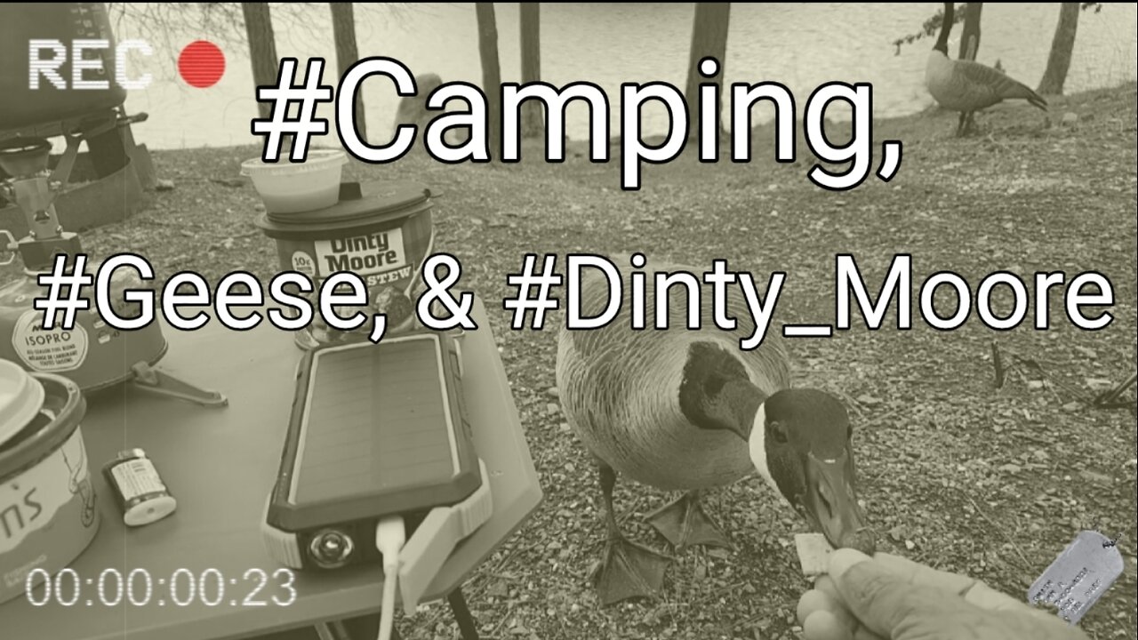 Camping, Geese, & Dinty Moore Beef Stew...