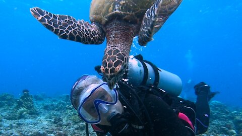 Jealous sea turtle chases smaller turtle away from "his scuba diver"