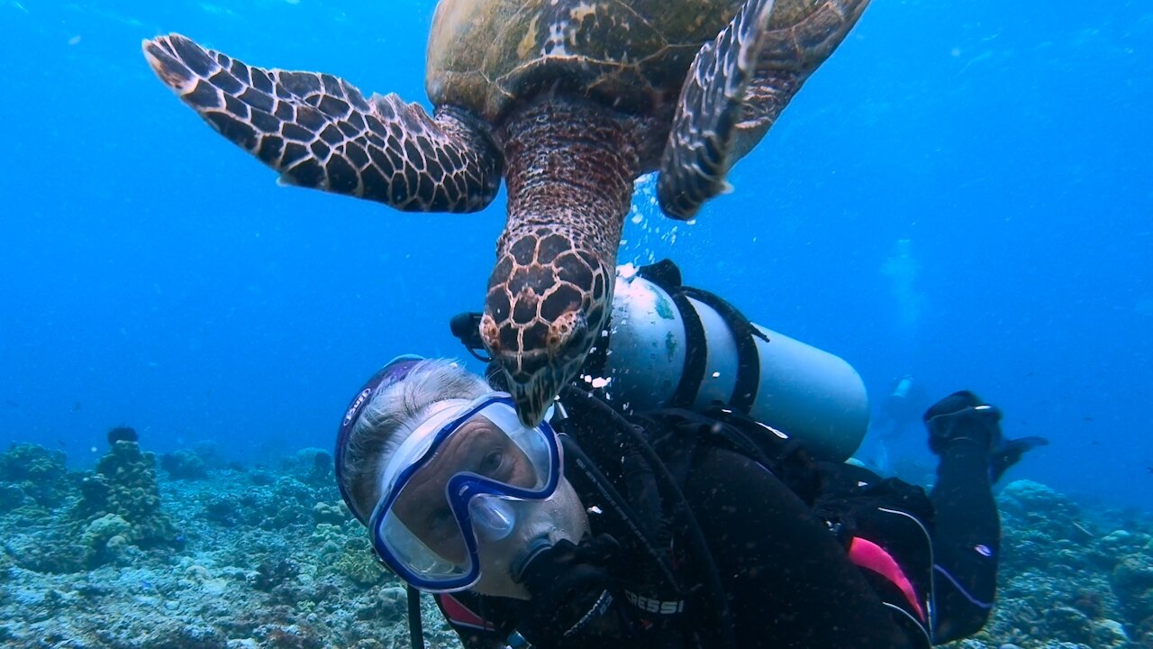 Jealous sea turtle chases smaller turtle away from "his scuba diver"