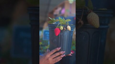Food Video #shorts #youtube #youtubeshorts