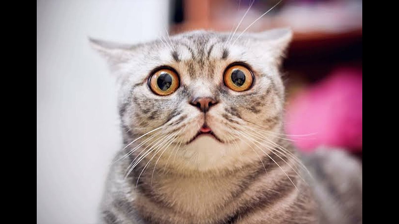 Animal funny video 2023 | Animal new funny video .