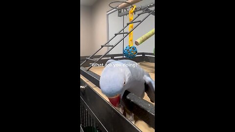 Parrot talking