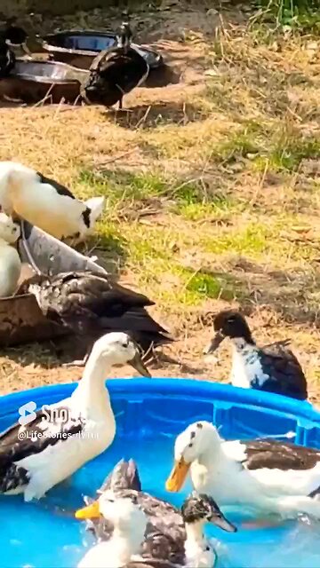 Duckies swim round and round #ducks