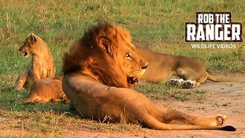 Lion Pride With Small Cubs Relaxing | Archive Mapogo Lion Footage