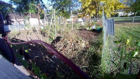 A beautiful spring day in the garden
