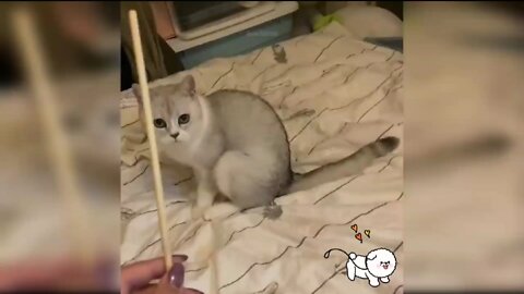 Cat training & Play 🐾😹😸in home