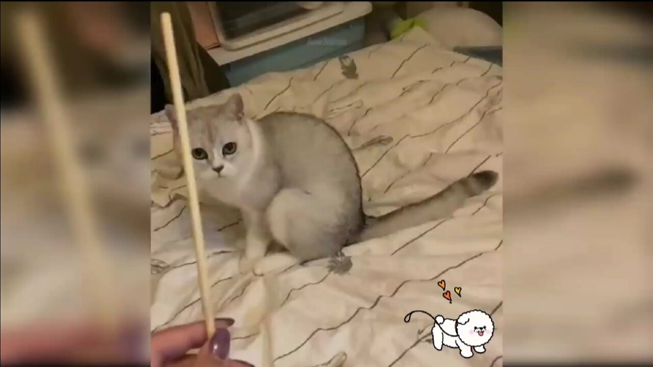 Cat training & Play 🐾😹😸in home