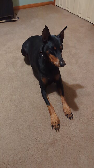 She Wanted To Play With The Lazer Light