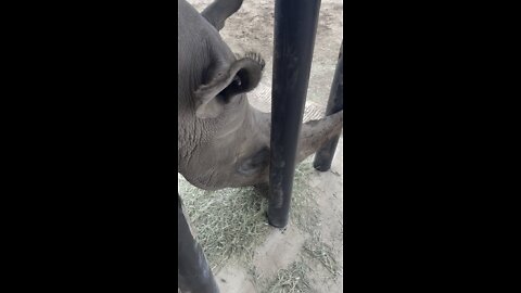 Meet Blake the Texas Rhino