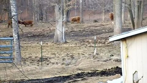 Calves playing tag