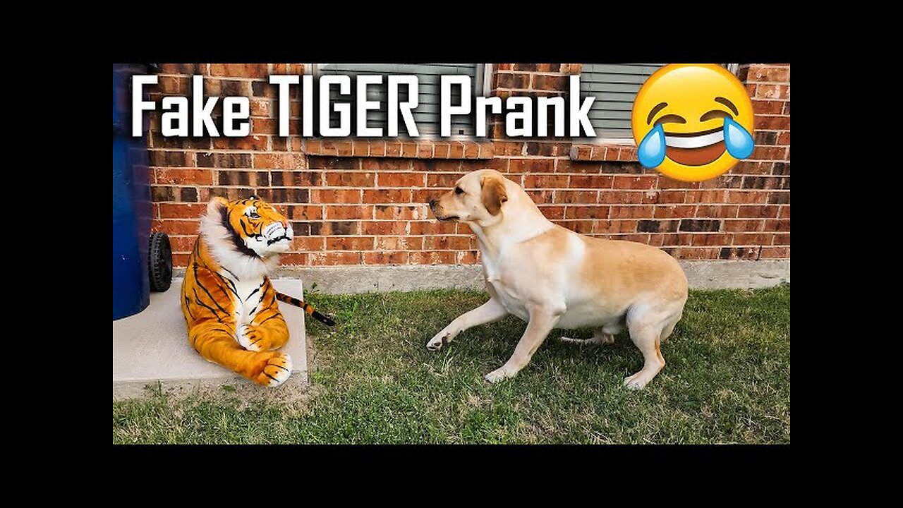 Troll prank Dog funny & fake lion and fake tiger prank to dog &Hug box prank to dog