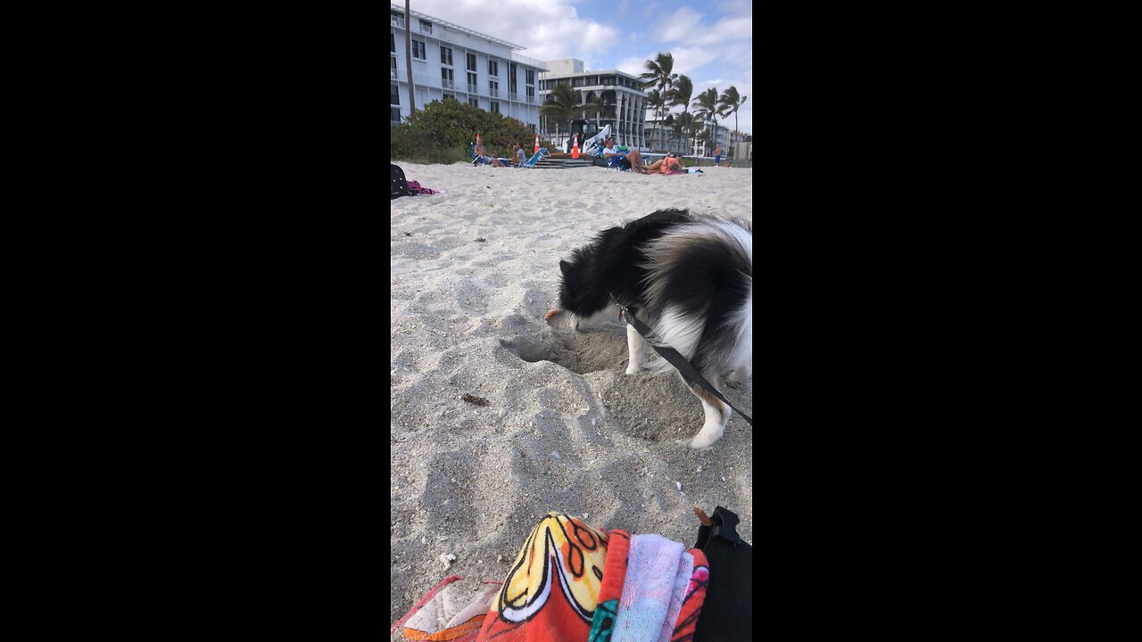 Pomsky Digging For Gold…