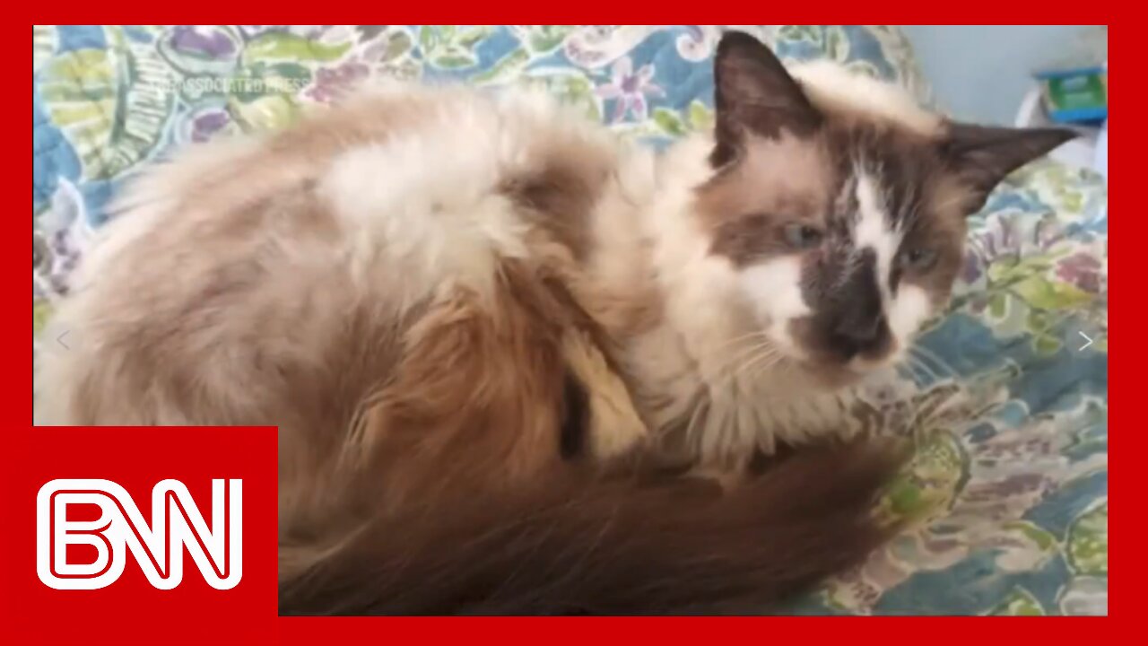 Sam Sam the Kittycat Man ran away. Thanks to a microchip, he was found close by — 11 years later