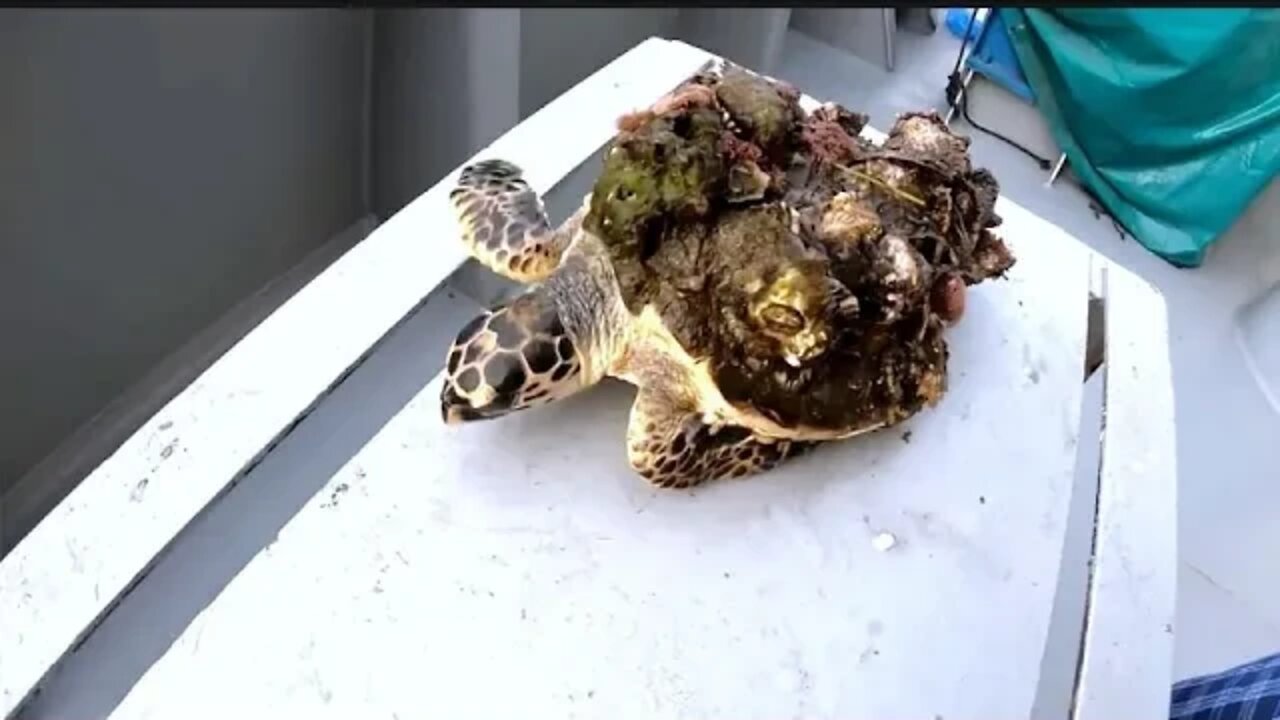 ......Rescue baby turtles tangled in barnacles