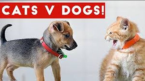 1 Hour Trending Funny Dogs And Cats Videos 😂 Funniest Cats and Dogs 😸🐶