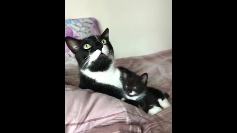 The cat looks exactly like her mother