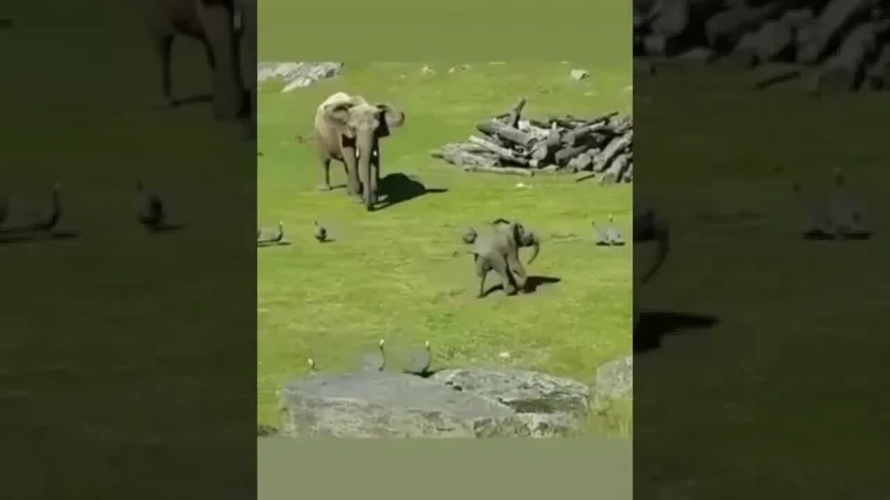 baby elephant🐘