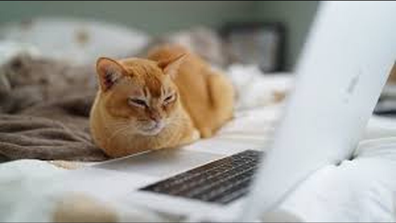THE BEST CUTE AND FUNNY ANIMAL VIDEOS OF 2023