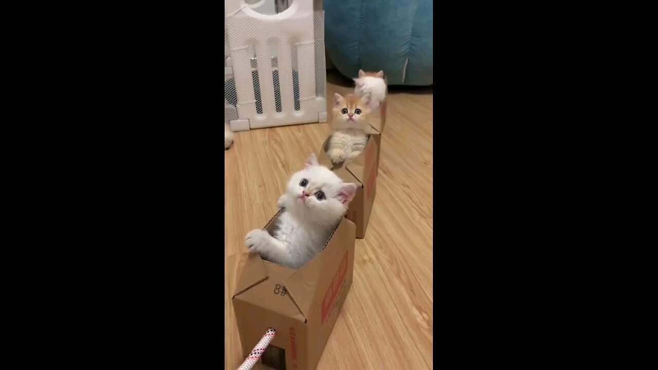 Funny Cat Train